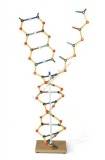 Model DNA, RNA - wysokość 50cm