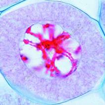 Genetyka, Embriologia  - zestawy preparatów mikroskopowych