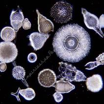 Testy mikroskopów - Diatomeae, Foraminifera, Radiolaria, Silicoflagellidae