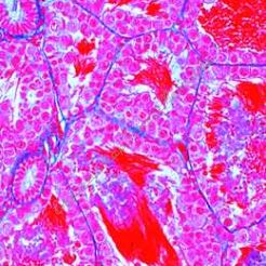 Histologia żaby - zestaw studencki (12 preparatów)