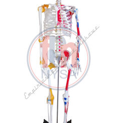 Szkielet człowieka z wiązadłami stawów i malowaniem przyczepów mięśniowych 168cm