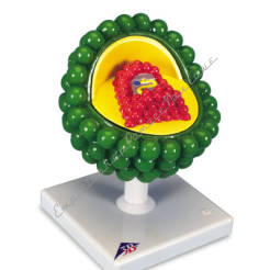 Model komórki HIV  L40