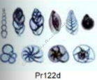 Otwornice (Foraminifera), mieszane skamieliny, kreda