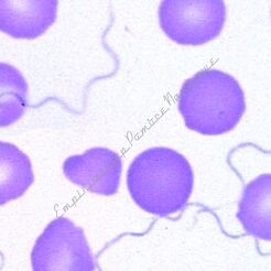 Bakterie chorobotwórcze - zestaw 25 preparatów GWARANCJA NAJNIŻSZEJ CENY