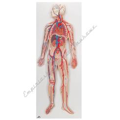 Uład krwionośny, 1/2 naturalnej wielkości Model reliefowy G30