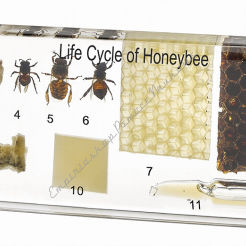 Cykl życia pszczoły miodnej i produkty pszczele - 11 okazów zatopionych w tworzywie