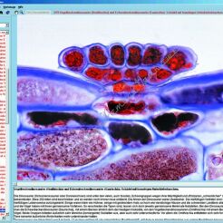 Anatomia PHANEROGAMAE - CD-ROM ze zdjęciami preparatów mikroskopowych