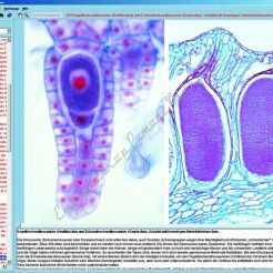 Anatomia CRYPTOGAMAE - CD-ROM ze zdjęciami preparatów mikroskopowych