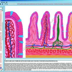 Narządy układu pokarmowego i metabolizm - ciało człowieka - CD-ROM ze zdjęciami preparatów mikroskopowych