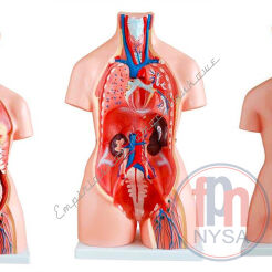 Tułów człowieka unisex 85 cm tors 23 części