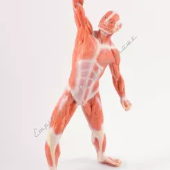 Układ mięśniowy człowieka 50 cm