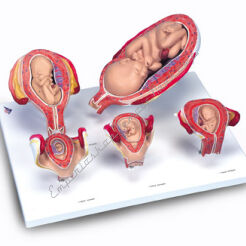 Rozwój prenatalny człowieka, model 5-częściowy L11/9