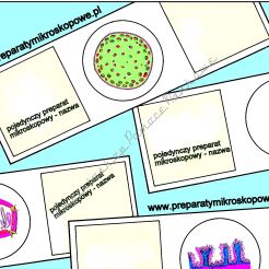 DNA i RNA, cienki p.w. z wierzchołków korzeni czosnku (Allium), specjalnie przygotowany oraz barwiony zielenią metylową i pyroniną w celu ukazania DNA i RNA w różnych kolorach*