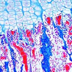 Histologia człowieka i zwierząt - zestaw studencki (12 preparatów)