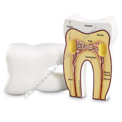 Model zęba - ząb model przekrojowy z pianki