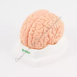 Mózg - 2 części