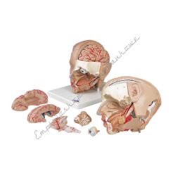 Głowa, model anatomiczny głowy 6-częściowy C09/1