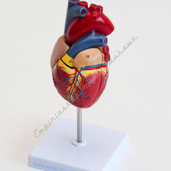 Serce - model serca naturalnych rozmiarów 2 częściowy