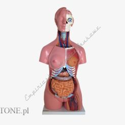 Tułów unisex 85cm- 40 części