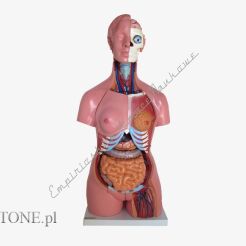 Tułów unisex 85cm- 40 części