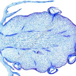 Anatomia roślin nasiennych - zestaw studencki (12 preparatów)