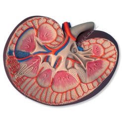 Nerka model anatomiczny - przekrój nerki 3-krotnie powiększony K09