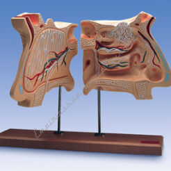 Nos i organ węchowy, model 4-krotnie powiększony W42506