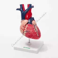 Serce - 3 ruchome cęści