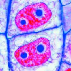 Komórka roślinna (cytologia) - podstawowy zestaw multimedialny dla nauczyciela.