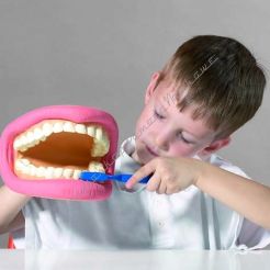 Higiena jamy ustnej -duży model do nauki