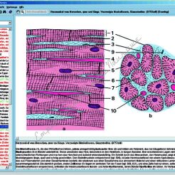 Histologia człowieka i ssaków - CD-ROM ze zdjęciami preparatów mikroskopowych