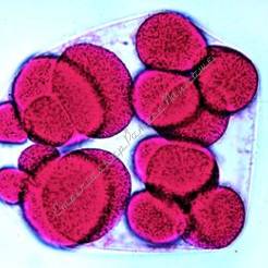 Embriologia jeżowców - zestaw 12 preparatów GWARANCJA NAJNIŻSZEJ CENY