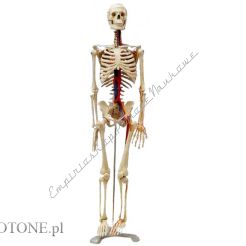 Szkielet człowieka 85 cm z nerwami i arteriami