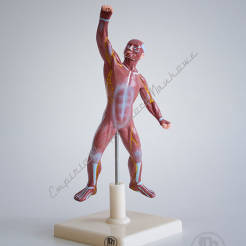 Mini figura mięśniowa - uład mięśniowy model anatomiczny 22cm