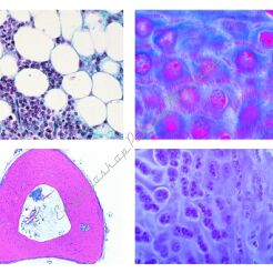 Histologia zwierząt - medycyna weterynaryjna cz. I GWARANCJA NAJNIŻSZEJ CENY