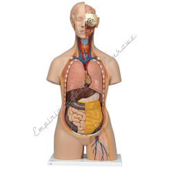 Tułów z głową  unisex, model 18-częściowy, z otwartym tyłem B19