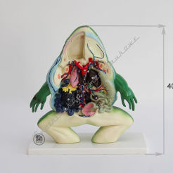 Model żaby anatomiczny- żaba sekcja