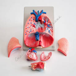 Płuca, krtań serce - powiększony model płuc, krtani oraz serca 6 częściowy