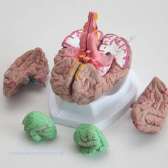 Mózg - model mózgu z arteriami 8 części
