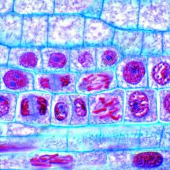 Cytologia roślinna, zwierzęca i ludzka - zestaw   25  preparatów GWARANCJA NAJNIŻSZEJ CENY