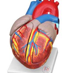 Wielki model serca 4 częściowy, 2x powiększony