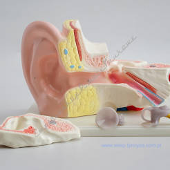 Ucho - model ucha 4x powiększone, 4 częściowe