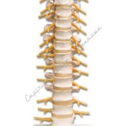Kręgosłup - odcinek piersiowy A73