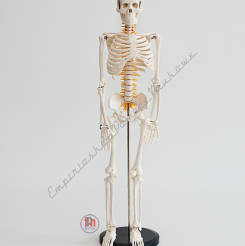 Szkielet człowieka na statywie skala 1:2 85cm z nerwami rdzeniowymi
