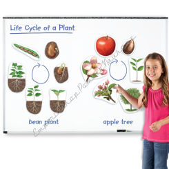 Rośliny - cykl rozwojowy roślin magnetyczny