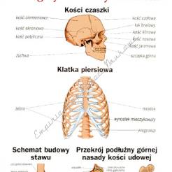 Anatomia i fizjologia człowieka - komplet 20 plansz
