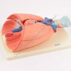 Płuca i układ naczyniowo-sercowy