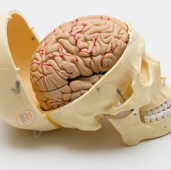 Czaszka człowieka z 8-częściowym modelem mózgu