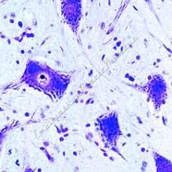 Komórka zwierzęca (cytologia) - zestaw studencki (6 preparatów)