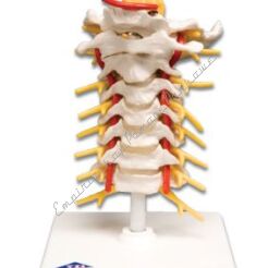 Kręgosłup - odcinek szyjny A72